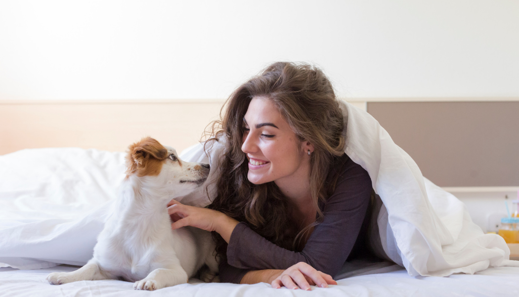 Small dog relaxing in apartment